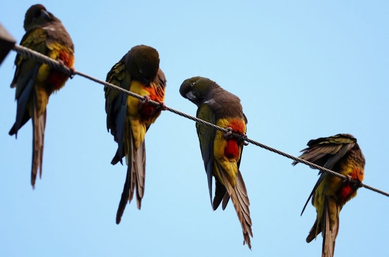 parrots stand on a cable in the town of hilario ascasubi which they invaded driven by deforestation in the surrounding hills according to biologists in argentina september 23 2024 photo reuters