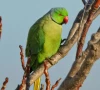 pakistan s alexandrine parrot faces growing threat of extinction pakistan s alexandrine parrot faces growing threat of extinction