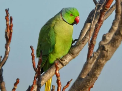 alexandrine parrots face extinction in pakistan
