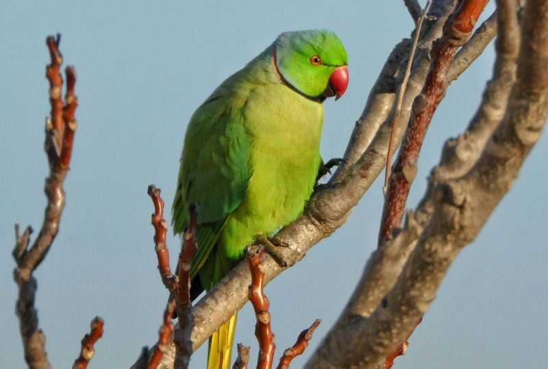 in karachi alone the parrots numbers have plummeted by 60 per cent over the past five to eight years photo pexels