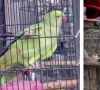 peshawar s bird market loses its chirp peshawar s bird market loses its chirp