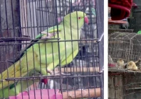 peshawar s bird market loses its chirp peshawar s bird market loses its chirp