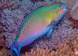 top 5 fish found in karachi s waters top 5 fish found in karachi s waters