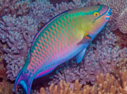 top 5 fish found in karachi s waters top 5 fish found in karachi s waters