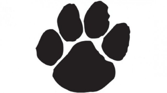 taking things into their own paws taking things into their own paws
