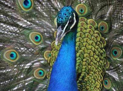 indian youtuber arrested for cooking peacock curry