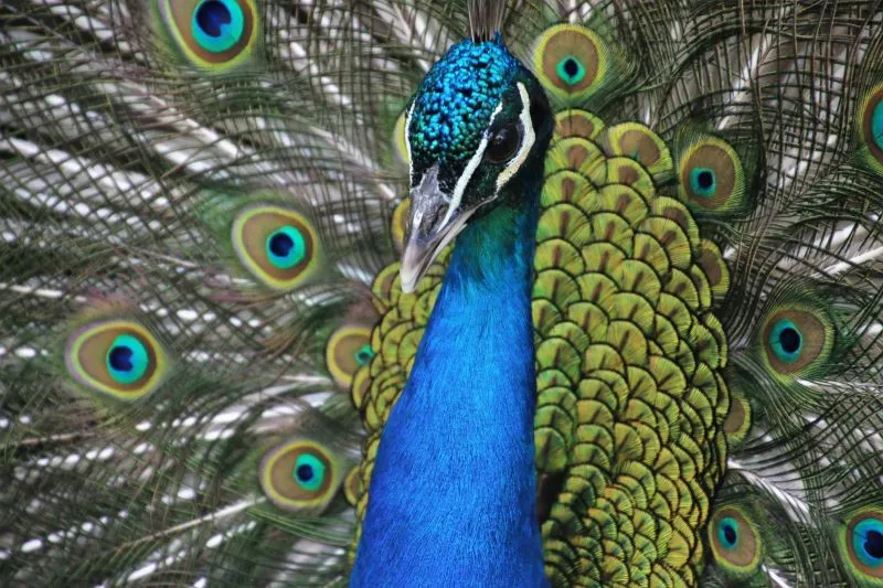 indian youtuber arrested for cooking peacock curry indian youtuber arrested for cooking peacock curry