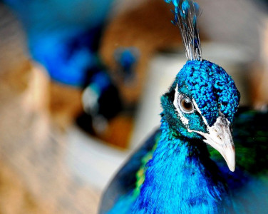 does anyone care about the peacocks in thar does anyone care about the peacocks in thar