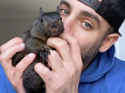 peanut s law introduced in new york after state euthanizes social media famous squirrel peanut s law introduced in new york after state euthanizes social media famous squirrel