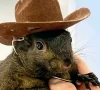 new york couple blames jealousy for pet squirrel peanut s seizure and euthanization by dec new york couple blames jealousy for pet squirrel peanut s seizure and euthanization by dec