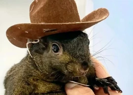 internet famous squirrel peanut seized and euthanised by new york authorities fans express fury