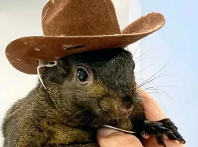 new york faces 10m lawsuit over killing of p nut the squirrel and raccoon fred during state raid new york faces 10m lawsuit over killing of p nut the squirrel and raccoon fred during state raid