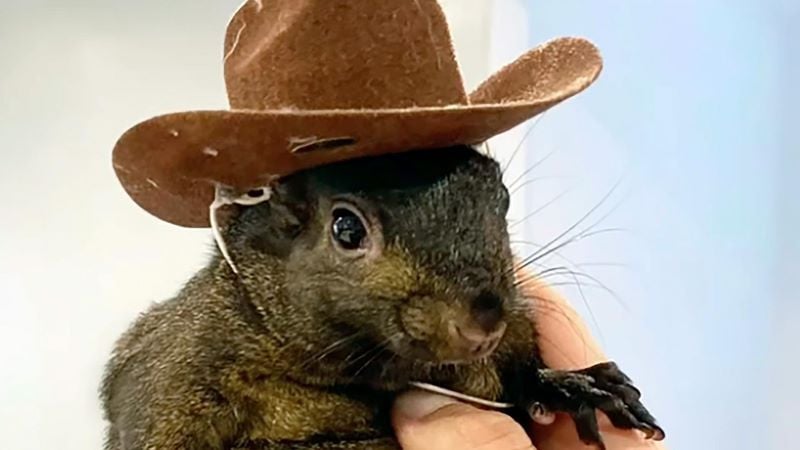 peanut the squirrel with hat photo instagram