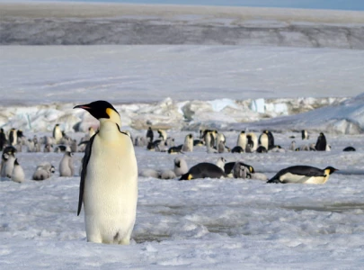 even antarctica s penguins fall under trump s tariff radar