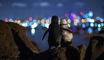 viral photo of widowed penguins comforting each other bags photography award