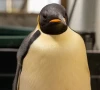 emperor penguin washes up on australian beach 2 200 miles from antarctica emperor penguin washes up on australian beach 2 200 miles from antarctica