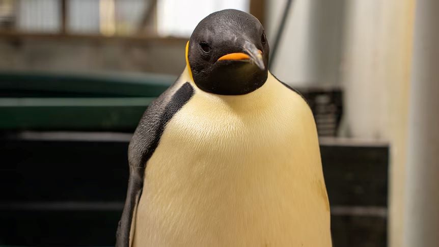 an emperor penguin which made headlines around the world after an epic journey crossing the southern ocean photo abc news