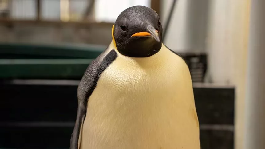 emperor penguin washes up on australian beach 2 200 miles from antarctica emperor penguin washes up on australian beach 2 200 miles from antarctica