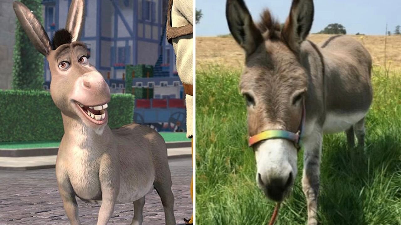 AP/bpdonkeys on Instagram