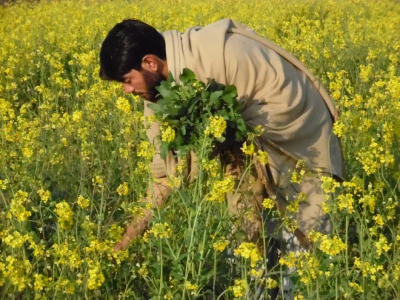 k p pushes alternative crops to end poppy