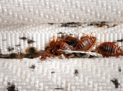 worried about bed bugs simple tips to keep your home safe