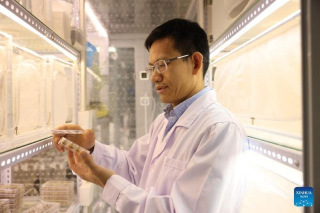 this file photo taken on dec 13 2023 shows wang guirong observing insects at the agricultural genomics institute at shenzhen under the chinese academy of agricultural sciences caas in shenzhen south china s guangdong province photo xinhua this file photo taken on dec 13 2023 shows wang guirong observing insects at the agricultural genomics institute at shenzhen under the chinese academy of agricultural sciences caas in shenzhen south china s guangdong province photo xinhua