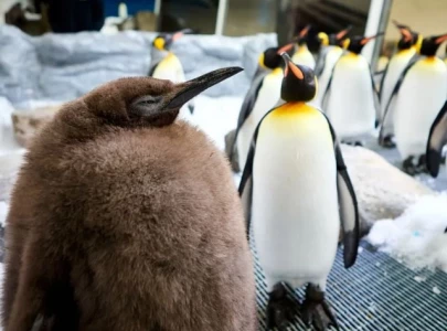 after moo deng meet pesto the giant baby penguin at melbourne aquarium after moo deng meet pesto the giant baby penguin at melbourne aquarium