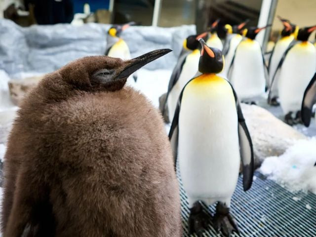 after moo deng meet pesto the giant baby penguin at melbourne aquarium after moo deng meet pesto the giant baby penguin at melbourne aquarium