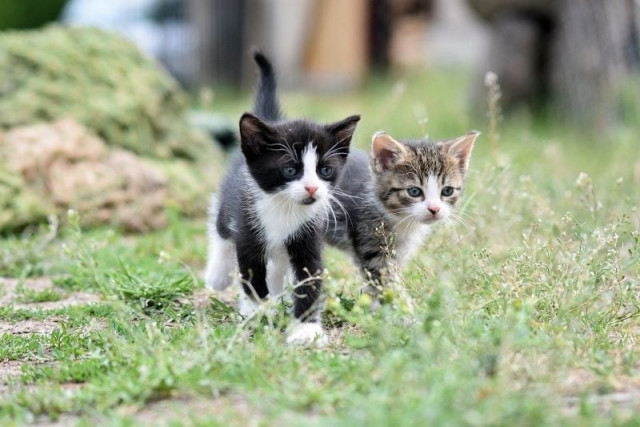 pet cruelty remains hidden behind closed doors pet cruelty remains hidden behind closed doors