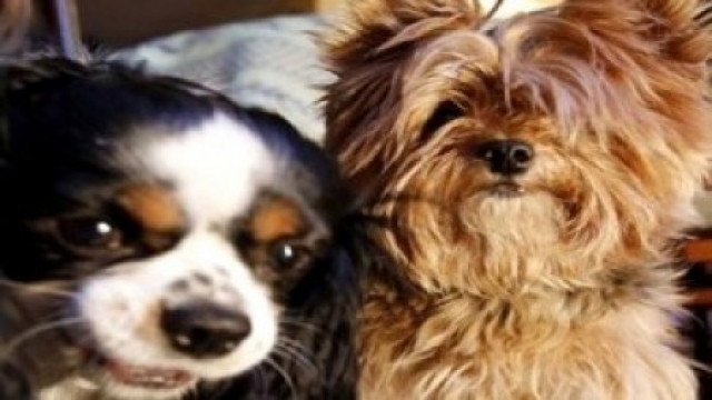 junk food killing pet cats and dogs junk food killing pet cats and dogs