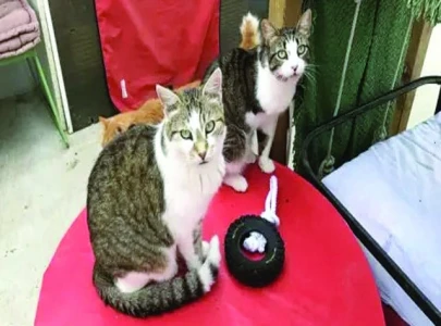 eu cracks down on pet cruelty with new law