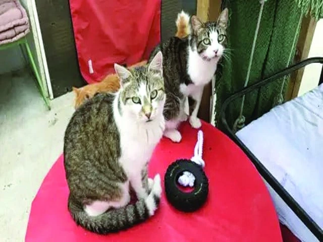 cutting tails or ears will be banned in most cases photo bbc