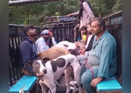 wildlife fights persist in punjab despite ban wildlife fights persist in punjab despite ban