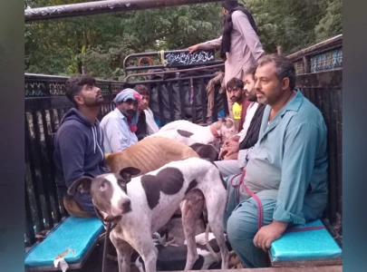 wildlife fights persist in punjab despite ban wildlife fights persist in punjab despite ban