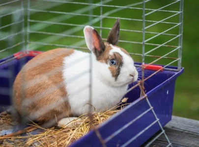 veterinarians share insights on summer pet care veterinarians share insights on summer pet care