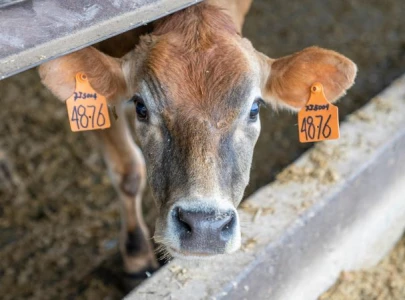 us to implement nationwide milk testing as bird flu outbreak spreads among dairy herds