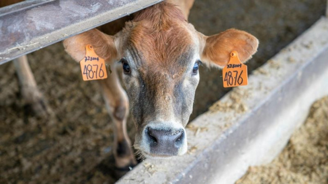 us to implement nationwide milk testing as bird flu outbreak spreads among dairy herds