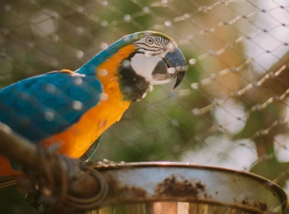 tollinton market revamp sparks controversy tollinton market revamp sparks controversy