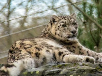 ajk authorities reportedly investigating leopard cub deaths after photo circulates on social media ajk authorities reportedly investigating leopard cub deaths after photo circulates on social media