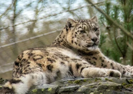 ajk authorities reportedly investigating leopard cub deaths after photo circulates on social media
