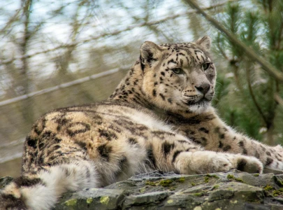 ajk authorities reportedly investigating leopard cub deaths after photo circulates on social media ajk authorities reportedly investigating leopard cub deaths after photo circulates on social media