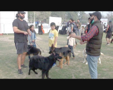 two wounded in brawl during dog show in lahore two wounded in brawl during dog show in lahore