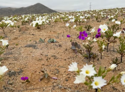 chilean desert blooms in rare winter surprise chilean desert blooms in rare winter surprise