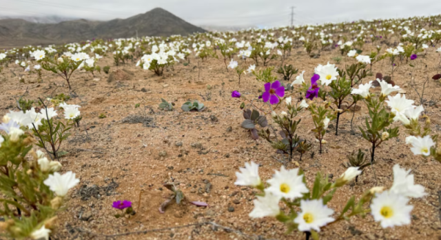 a view shows an area of the atacama desert during a natural phenomenon known as desierto florido flowering desert which fills the driest desert in the world with flowers and plants near copiapo atacama region chile july 6 2024 photo reuters a view shows an area of the atacama desert during a natural phenomenon known as desierto florido flowering desert which fills the driest desert in the world with flowers and plants near copiapo atacama region chile july 6 2024 photo reuters