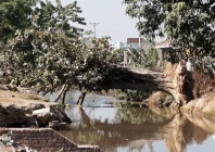 when a 50 year old banyan tree breathed again when a 50 year old banyan tree breathed again