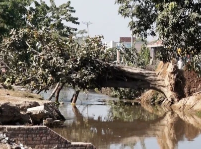when a 50 year old banyan tree breathed again when a 50 year old banyan tree breathed again