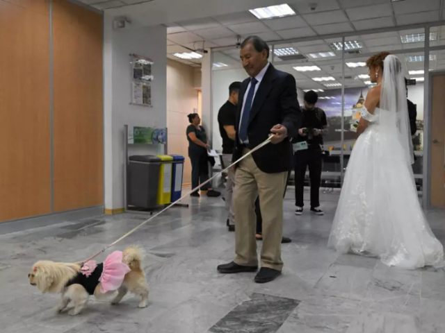 Luna the dog dressed in wedding finery at the central civil registry office in Quito. Photo: AFP
