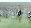 multan sets target for early cotton cultivation
