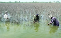 multan sets target for early cotton cultivation