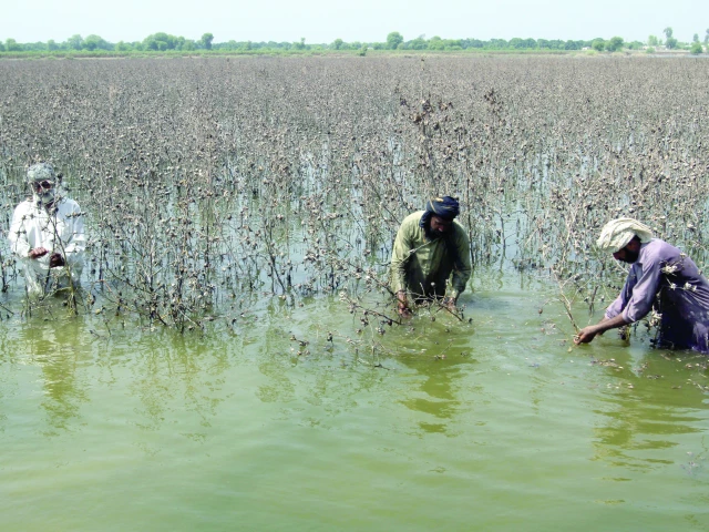 farmers inspect damaged cotton crop in a kabirwala farm photo reuters